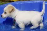 thumb_Albi_Puppy_school
