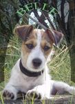 thumb_02_Belle_DOGS4___150kb