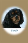 thumb_03_Bundy_DOGS5__150kb