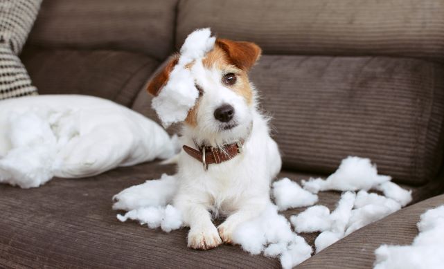 Puppy misbehaving web