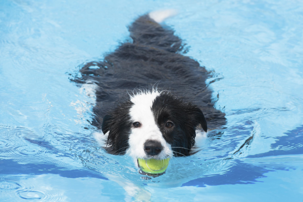 Swimming low res web