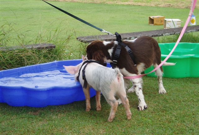 at_sunday_puppy_school_10