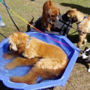 at sunday puppy school 09