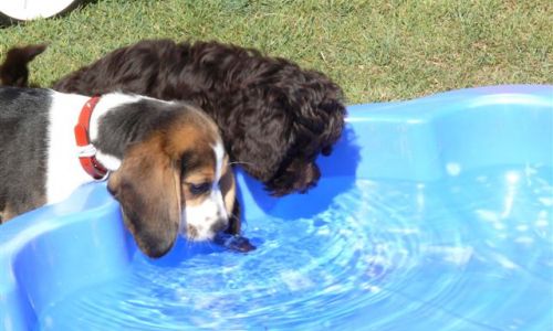 at sunday puppy school 07