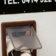 at sunday puppy school 28