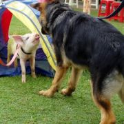 at sunday puppy school 3