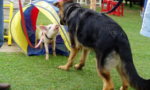 at sunday puppy school 3