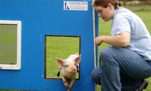 at sunday puppy school 27