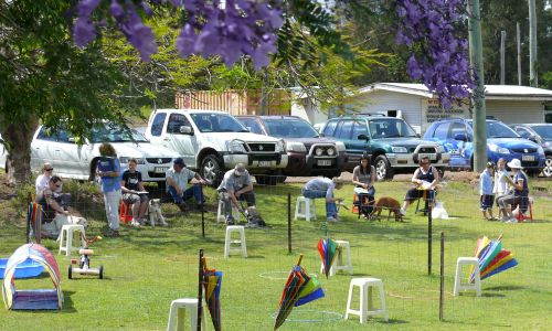at sunday puppy school 5