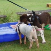 at sunday puppy school 10