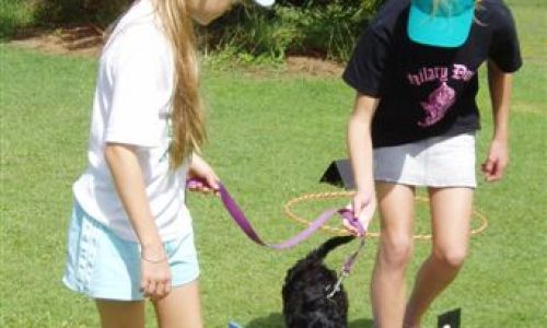 at sunday puppy school 20